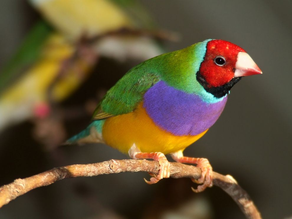  Chim sẻ Gouldian là những con chim hào nhoáng, sở hữu vẻ ngoài rực rỡ vô cùng bắt mắt. Có nguồn gốc từ Australia, chim sẻ Gouldian còn gây ấn tượng bởi cùng một họ nhưng chúng có tới ba biến thể màu khác biệt, nhận biết qua phần lông ở đầu có màu đỏ, đen hoặc vàng cam.