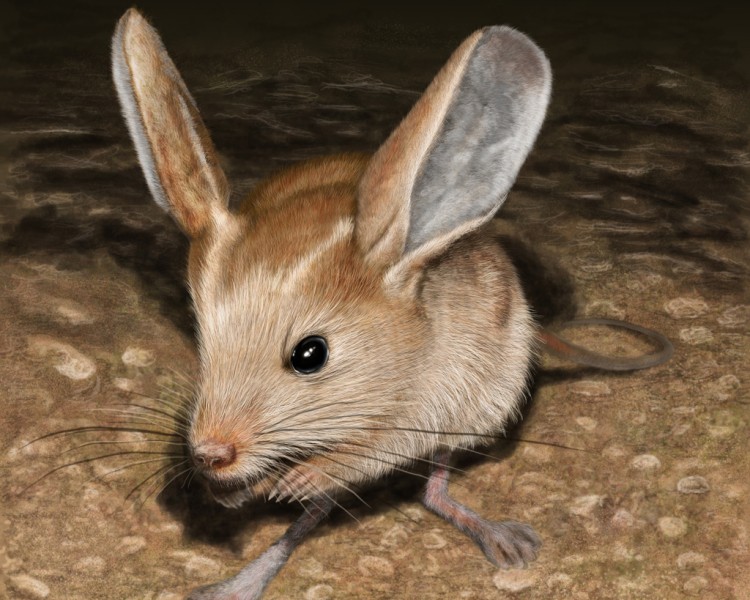  Chuột nhảy jerboa tai dài, Chuột nhảy Gobi hay Chuột nhảy sa mạc tai dài, tên khoa học là Euchoreutes naso, là một loài động vật có vú trong họ Dipodidae, bộ Gặm nhấm.