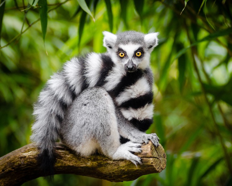  Vượn cáo đuôi vòng, tên khoa học là Lemur catta, là một loài linh trưởng mũi ướt (Strepsirrhini) lớn và là loài vượn cáo dễ nhận biết nhất với chiếc đuôi vòng trắng và dài. Nó thuộc họ Lemuridae, là loài duy nhất của chi Lemur.