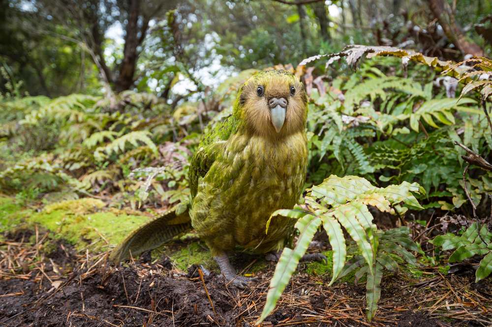 Loài  vẹt kakapo là một loài vẹt khác thường. Chúng được coi là loài vẹt lớn nhất thế giới, đã từng phổ biến khắp các vùng miền New Zealand cho đến khi bị những kẻ săn mồi săn đuổi đến bờ vực tuyệt chủng.