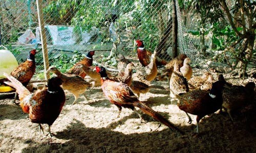 Lào Cai phát hiện cúm A/H5N6 trên đàn chim trĩ đỏ