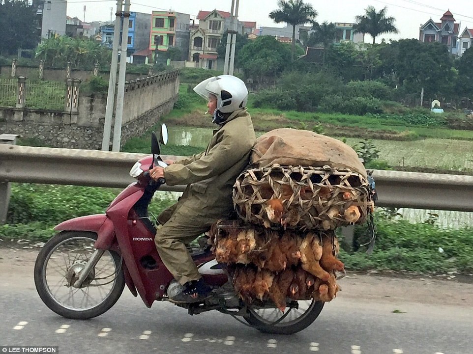 Nhiếp ảnh gia Lee Thompson có 14 năm kinh nghiệm trong lĩnh vực nhiếp ảnh và đạt nhiều giải thưởng quan trọng với chùm ảnh về cuộc nội chiến ở Libya, cuộc cách mạng ở Ai Cập, sóng thần tại Nhật Bản… Ông Thompson đã rất ngạc nhiên khi nhìn thấy những chiếc  xe máy chở hàng hóa cồng kềnh trên đường phố Việt Nam. Trong ảnh là xe máy chở gà. Đây là hình ảnh khá phổ biến ở nhiều nước Đông Nam Á, trong đó có Việt Nam.