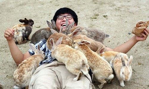 Đảo Okunoshima của Nhật Bản còn được biết đến với tên gọi đảo thỏ khi có tới hàng trăm con thỏ hoang dã vô cùng thân thiện, vây quanh hay nhảy lên người du khách.