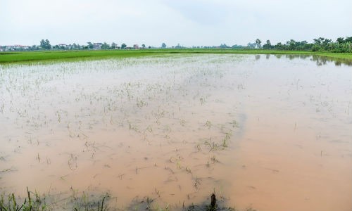 Do địa hình có nhiều khu vực dốc, trũng nên chỉ cần có mưa lớn kéo dài, nhiều thửa ruộng tại  xã Liên Mạc bị chìm trong nước.