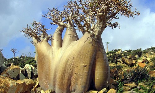 Với hệ động thực vật lạ, hiếm thấy trên thế giới,  đảo Socotra ở Yemen khiến nhiều người liên tưởng đến vùng đất của người ngoài hành tinh.