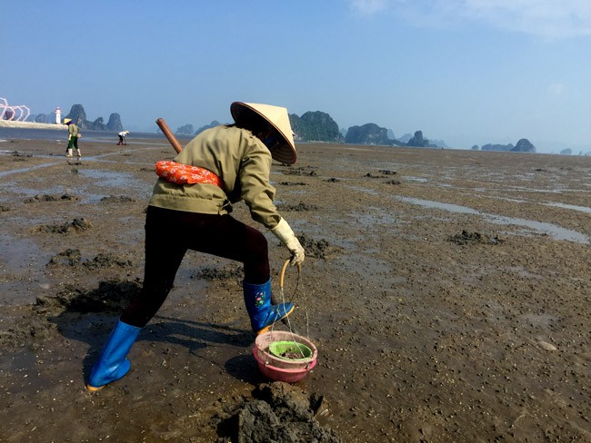 Đó là  nghề săn sá sùng trên những bãi bồi ven biển thuộc các xã Đồng Tiến, Xuân Đài, Quan Lạn…của huyện đảo Vân Đồn, tỉnh Quảng Ninh.