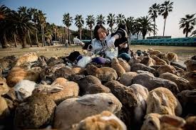 Nằm cách thành phố Hiroshima, Nhật Bản khoảng 12 phút di chuyển bằng phà, đảo Okunoshima là địa điểm du lịch nổi tiếng thế giới. Hòn đảo này được dân gian gọi với biệt danh " vương quốc" của loài thỏ.