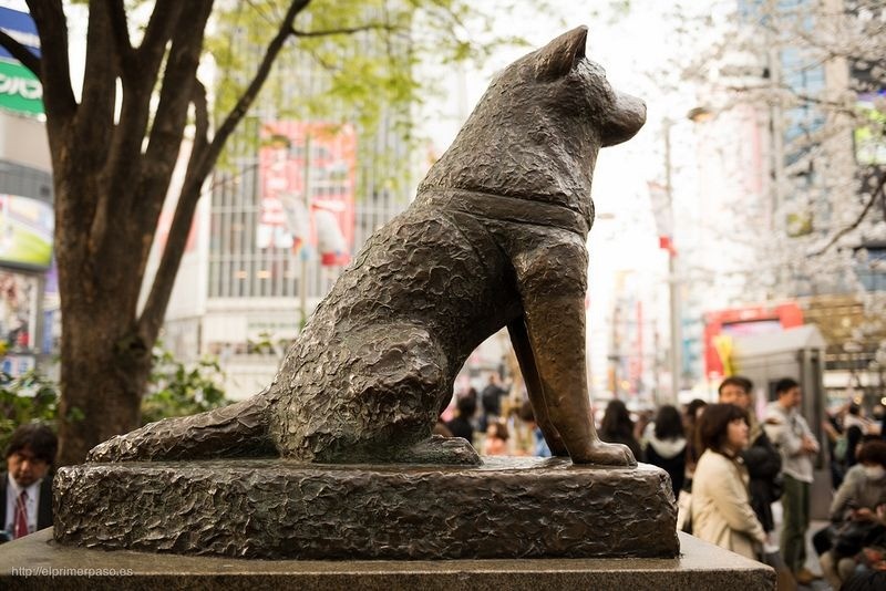 Nhiều du khách Nhật Bản và thế giới khi ghé thăm thủ đô Tokyo đều ghé đến nhà ga Shibuya. Nguyên do là bởi trước cửa nhà ga này có đặt bức tượng  chú chó trung thành nổi tiếng Nhật Bản có tên Hachiko.