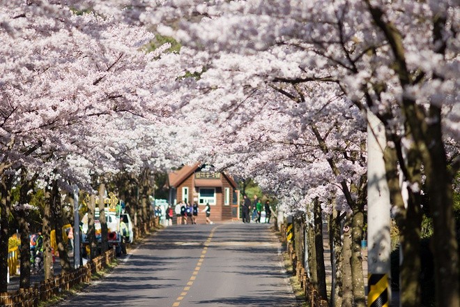  Hàn Quốc được gọi là xứ sở kim chi, tên gọi này xuất phát từ một món ăn ở nước này. Hàn Quốc là nước có khí hậu hàn đới, vào mùa đông nhiệt độ âm kéo dài nên người Hàn không thể trồng trọt được hoa màu. Họ bảo quản và lưu trữ rau củ cho mùa đông bằng phương pháp chế biến rau củ với muối và một số gia vị khác như tỏi, ớt, hành lá… Kim chi là một trong những món ăn được chế biến như vậy.