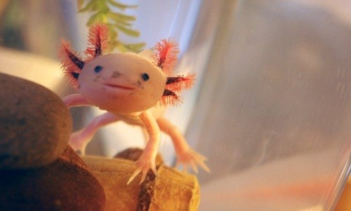 Axolotl còn được biết đến với tên gọi  cá đi bộ Mexico (Ambystoma mexicanum). Đây là loài kỳ giông bản xứ của Mexico. Chúng có họ hàng gần với kỳ giông hổ.