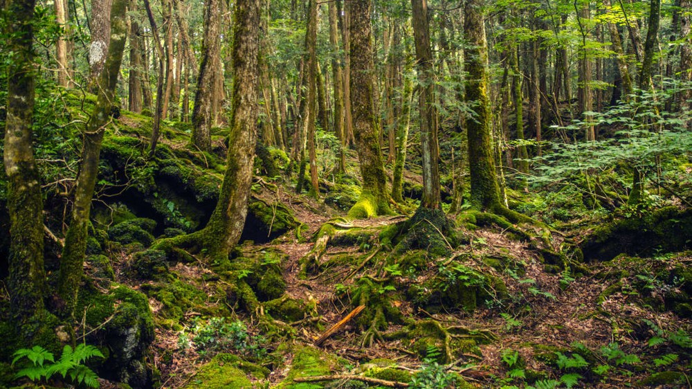 Khu rừng Aokigahara ở Nhật Bản còn được biết đến với tên gọi "khu rừng tự sát".  Vùng đất rùng rợn này có biệt danh như vật xuất phát từ việc có hàng chục người tìm đến Aokigahara để kết thúc cuộc đời.