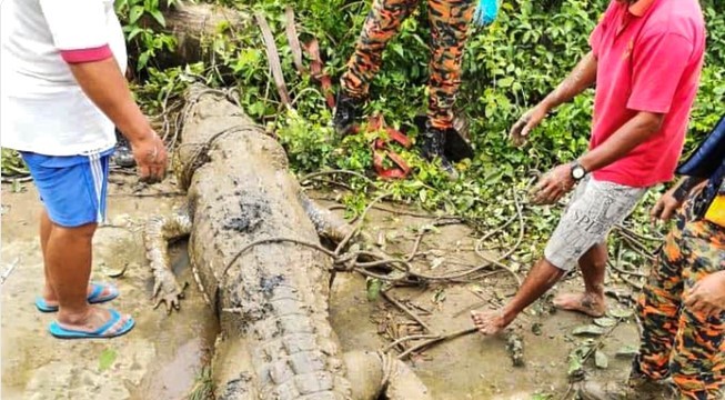 Melissa Laurie, một nhân viên sở thú, bị con  cá sấu dài 3 m xoắn chặt cánh tay và gần như vặn đứt tứ chi. Em gái sinh đôi của cô, Georgia, phải dùng hết sức bình sinh để cứu chị. Tuy được cứu sống, song Melissa vẫn chịu nhiều vết cắt sâu hoắm khắp người và bị nhiễm trùng huyết.  