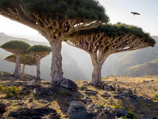 Đảo Socotra ở Thái Bình Dương:  Hòn đảo này là nơi sinh sống của nhiều dạng động thực vật kỳ lạ. Ví dụ như cây huyết long này.