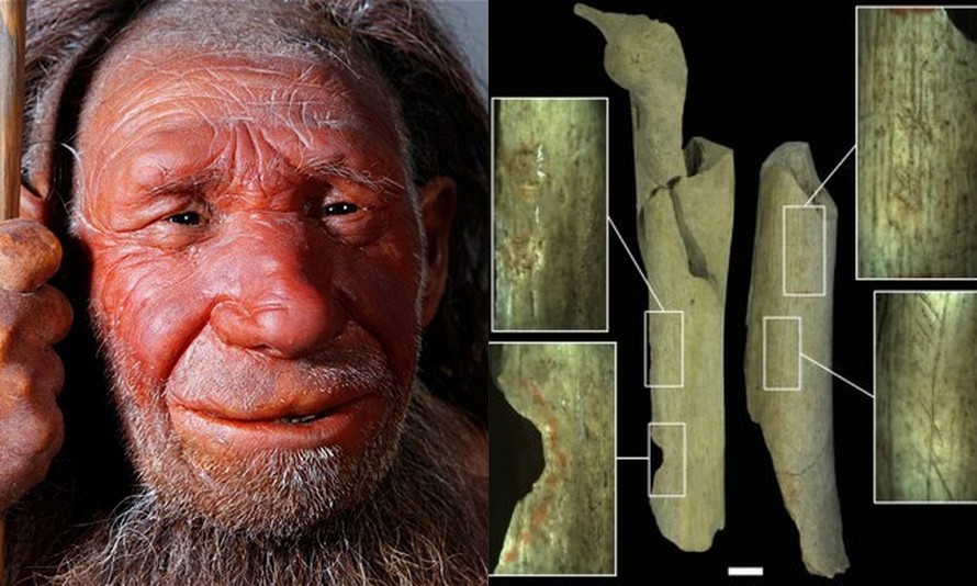 Các chuyên gia tìm được một số bằng chứng cho thấy người Neanderthal ăn thịt đồng loại vào khoảng 40.000 năm trước. Trong số này có việc họ tìm thấy nhiều mẩu xương còn sót lại trong hang động Goyet gần Namur, Bỉ. Sự việc này mở đầu cho  khám phá khảo cổ học quan trọng về người Neanderthal,