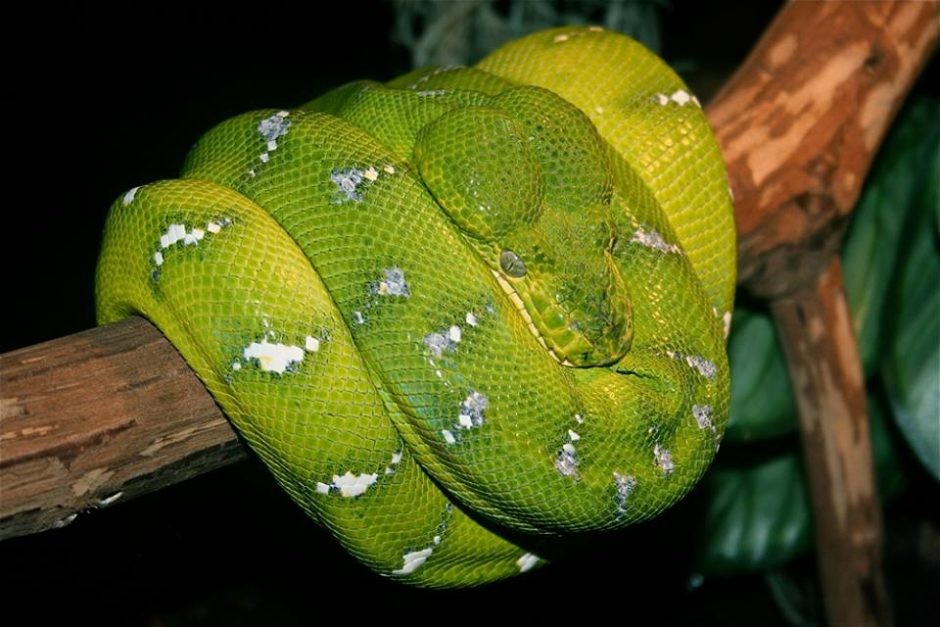 Được đánh giá là một trong những loài trăn đẹp nhất thế  trăn cây (Green Tree Python) nổi bật với màu xanh lục. Xanh lam chỉ là sắc độ chìm dưới da hoặc điểm xuyết xen kẽ giữa màu lục.