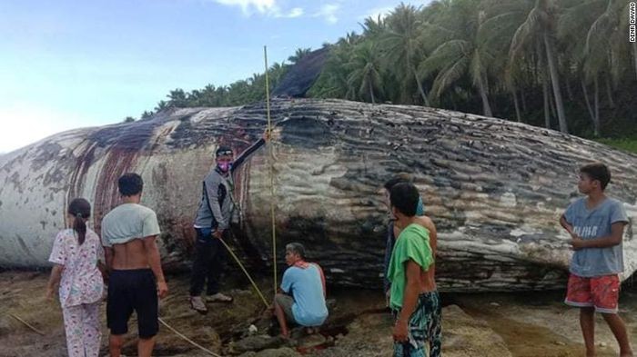 Vào ngày 21/5, 2 ngư dân phát hiện xác một con  cá nhà táng trôi dạt vào bờ biển Sitio Sakalig, Barangay Sugal, thị trấn Jose Abad Santos, vùng Davao, Philippines. Theo các chuyên gia, con cá nhà táng này có nhiều vết thương trên cơ thể và rất có thể đã chết trước khi dạt khi vào bờ.