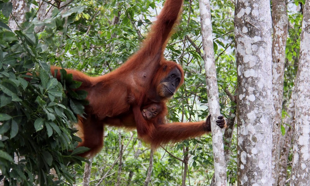 Hai mẹ con đười ươi Sumatra tại Vườn quốc gia Mount Leuser ở Sumatra, Indonesia. Sự tồn tại của đười ươi Sumatra - một trong 11 loài  động vật có vú quý hiếm nhất và được bảo vệ bởi luật động vật hoang dã của Indonesia từ năm 1931 - hiện đang bị đe dọa bởi các vấn đề môi trường do con người gây ra như nạn phá rừng. (Ảnh: Anadolu Agency/Getty Images)