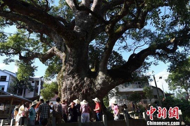 Mỗi năm, hàng ngàn người tìm đến ngôi làng Kaoting thuộc phía bắc tỉnh Phúc Kiến, Trung Quốc để chiêm ngưỡng cây long não hơn 1.000 năm tuổi vô cùng đặc biệt. Sự đặc biệt đó là bên trong hốc cây có một  pho tượng Phật.