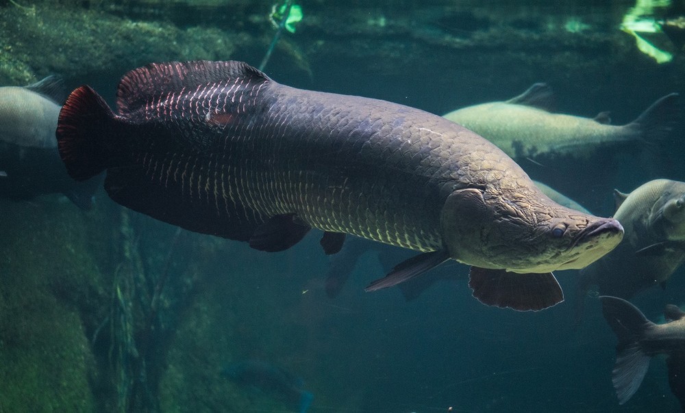 Cá hải tượng long hay còn gọi Arapaima là một trong những loài cá nước ngọt lớn nhất thế giới. " Thủy quái" nước ngọt này phân bố ở sông Amazon, Nam Mỹ.