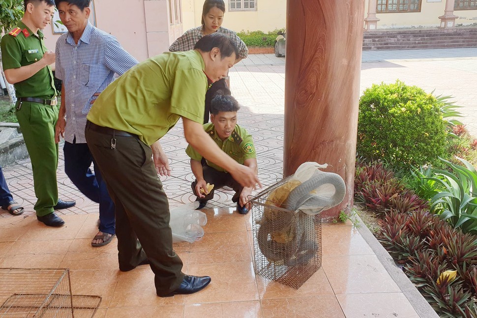 Theo ông Phan Anh Tuấn - Hạt phó Hạt Kiểm lâm huyện Can Lộc - cho biết, sáng ngày 29/8, Hạt Kiểm lâm Can Lộc phối hợp với chính quyền xã Gia Hanh bàn giao 1 cá thể  rắn hổ mang chúa cho Ban quản lý Vườn Quốc gia Vũ Quang để tái thả về môi trường tự nhiên. Ảnh: Lao động.