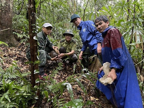 Sau khi hoàn thành công tác cứu hộ và kiểm dịch, Trung tâm Cứu hộ bảo tồn và phát triển sinh vật (Vườn quốc gia Phong Nha - Kẻ Bàng) ngauy 26/9 thông tin mới phối hợp với các đơn vị liên quan thả 10 cá thể  động vật hoang dã thuộc diện nguy cấp về với môi trường tự nhiên.