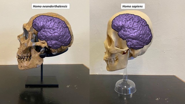 Vì sao người Neanderthal huyền thoại đột ngột biến mất khỏi Trái đất? 