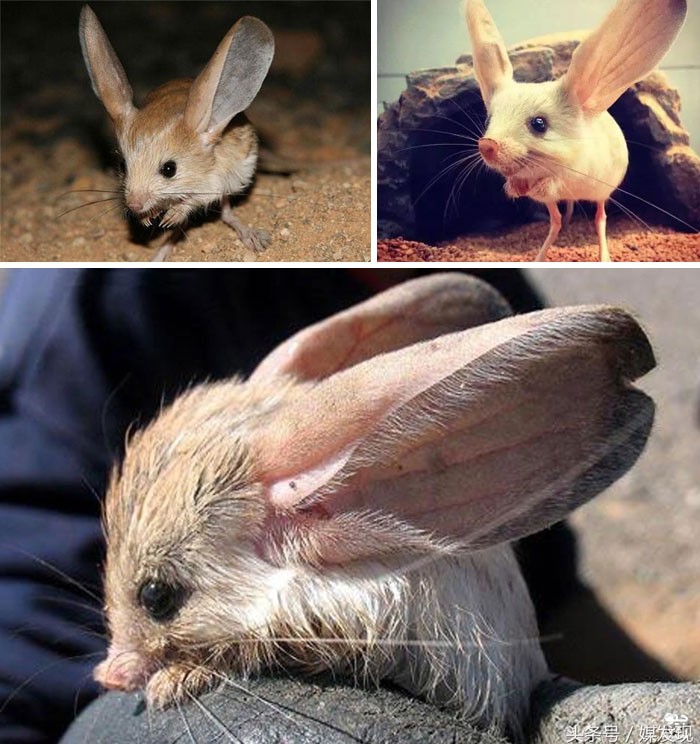 Chuột nhảy tai dài Jerboa khiến nhiều người yêu thích khi sở hữu vẻ ngoài dễ thương. Loài động vật này có cơ thể của chuột, tai dài như thỏ, chiếc mũi hồng của lợn và hai chân sau to, dài như của một chú chuột túi tí hon. Loài gặm nhấm giống chuột hiếm gặp này có chiều dài cơ thể từ 7 - 9 cm trong khi cái đuôi lại dài gấp 2 lần.