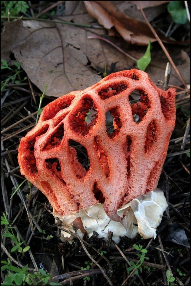 Nấm lồng đỏ (Clathrus ruber) là một trong những  loài nấm đặc biệt nhất trên Trái đất. Chúng có hình dáng kỳ dị giống như những sinh vật trong các bộ phim về người ngoài hành tinh. Nguyên do là bởi chúng giống như quả cầu mây hình tròn, rỗng ruột.