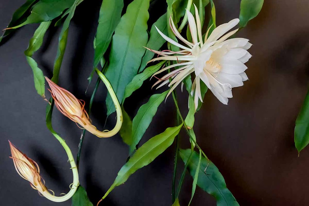 Còn được gọi là hoa lan xương rồng hay nữ hoàng bóng đêm, loài xương rồng Epiphyllum Oxypetalum có nguồn gốc từ Trung Mỹ. Điều đặc biệt là  loài cây chỉ nở hoa 1 đêm duy nhất trong năm.