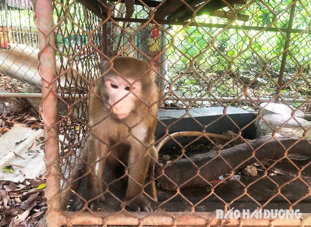 Sáng 6/9, Vườn quốc gia Vũ Quang (tỉnh Hà Tĩnh) tiếp nhận 11 cá thể  khỉ quý hiếm do Hạt Kiểm lâm Kinh Môn (Chi cục Kiểm lâm Hải Dương) phối hợp Tổ chức Động vật châu Á bàn giao.