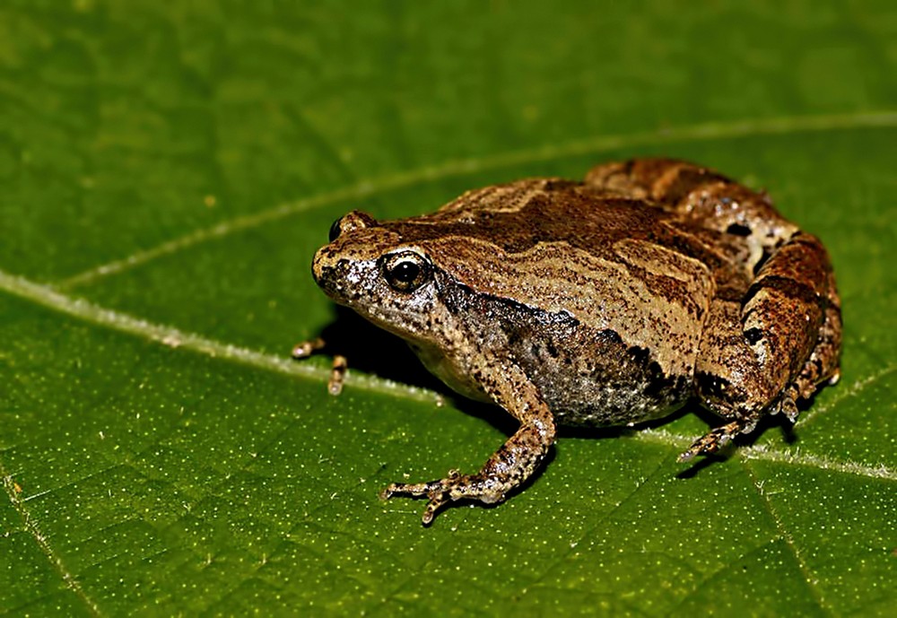 Nhái bầu hoa có tên khoa học là Microhyla ornata.  Loài lưỡng cư này phân bố ở một số nơi trên thế giới như: Nepal, bán đảo Ấn Độ và đảo Andaman và Nicobar, Sri Lanka, Bangladesh...