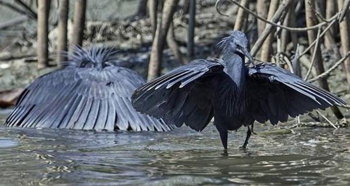 Diệc đen châu Phi hay còn gọi là Black Heron là một loài chim hoang châu Phi, chiều cao trung bình là 42,5-66cm và cân nặng 300g.