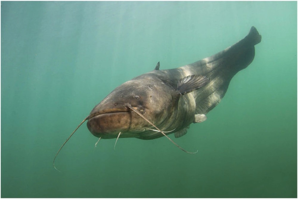 Cá nheo châu Âu (wels catfish) là loài cá nước ngọt lớn nhất ở châu Âu. Loài cá này cũng phân bố ở khu vực châu Á. Đây là  loài "thủy quái" có khả năng săn chim bồ câu vô cùng độc đáo nên còn được gọi là "hung thần" đối với những đàn chim.