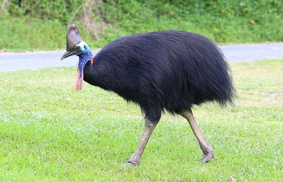 Đà điểu đầu mào (Cassowary):  Đà điểu đầu mào là thành viên duy nhất của họ Casuariidae và thuộc bộ Casuariiformes và Emu, là loài có nhiều chủng tộc, sống trong môi trường trải dài khắp các vùng của Úc và New Guinea.