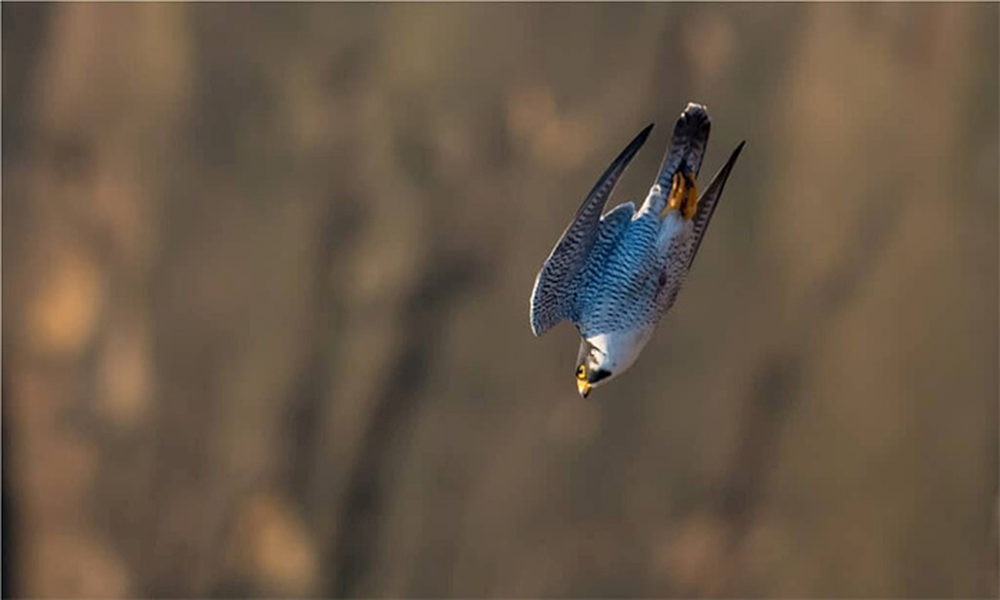 Chim ưng Peregrine (Falco peregrinus) là loài  động vật nhanh nhất trên thế giới và có thể đạt tốc độ lên tới 220 dặm/h (354 km/h) khi lao đi trong không trung vào lúc chúng săn các loài chim khác. Tốc độ bay thông thường của chúng nằm trong khoảng từ 40 đến 60 dặm/h (64 đến 97 km/h).