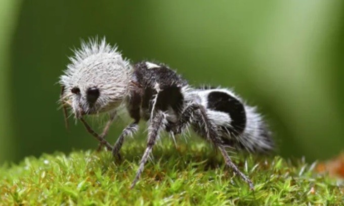 Kiến gấu trúc (Euspinolia militaris) phân bố chủ yếu ở Chile. Chúng chuyên ăn mật hoa và côn trùng nhỏ. Mặc dù tên gọi là kiến nhưng chúng thực chất là một  loài ong bắp cày thuộc họ Mutillidae.