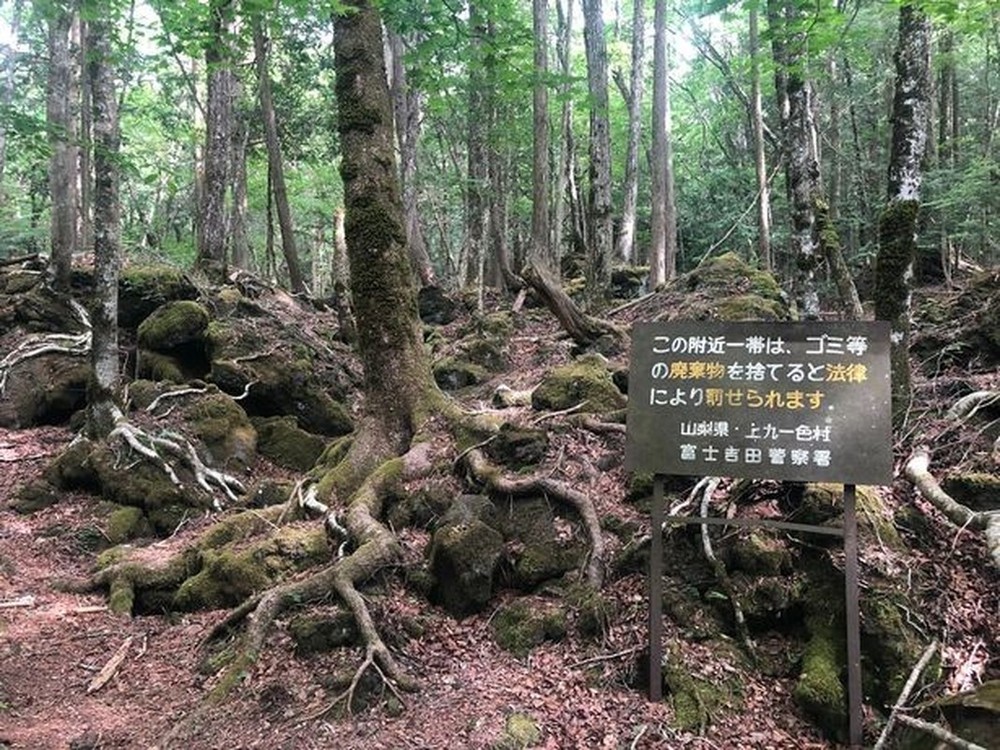 Rừng Aokigahara rộng khoảng 30 km2. Đây là  khu rừng yên tĩnh, tối tăm đến rùng rợn ở Nhật Bản. Cây cối trong rừng mọc um tùm, san sát nhau tới mức nhiều thời điểm trong ngày ánh sáng Mặt trời không thể chiếu xuống mặt đất.