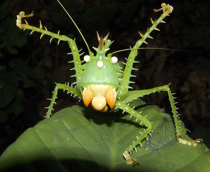  Châu chấu nhím hay châu chấu voi đầu nhọn có tên khoa học là "Panacanthus cuspidatus". Loài châu chấu này sống ở khu vực rừng Amazon.