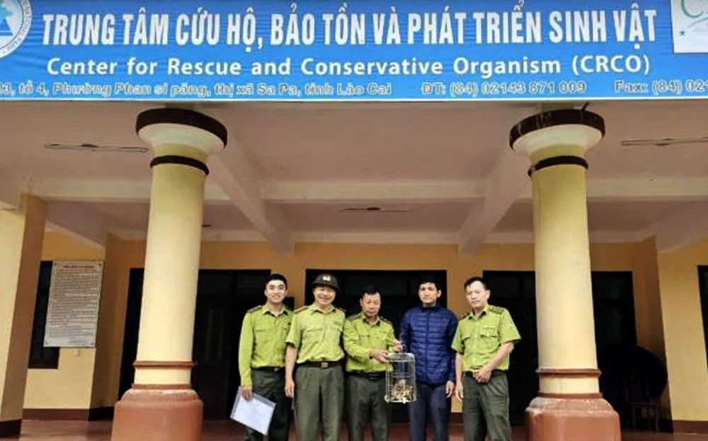 Hạt Kiểm lâm huyện Trấn Yên (Yên Bái) đã phối hợp với xã Lương Thịnh và ngành chức năng tiếp nhận và di chuyển một  cá thể cầy gấm do người dân giao nộp về Trung tâm Cứu hộ, bảo tồn và phát triển sinh vật Hoàng Liên. Ảnh: Báo Yên Bái.