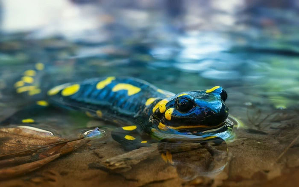  Kỳ nhông đốm vàng (Ambystoma maculatum) là loài động vật có xương sống quang hợp duy nhất được biết đến. Kỳ nhông đốm vàng thực ra trông không khác so với những loài kỳ nhông khác, vẻ ngoài của chúng không có gì đặc biệt. Đúng như tên gọi, da của chúng có màu đen với những đốm vàng. Chúng rất phổ biến ở Bắc Mỹ.