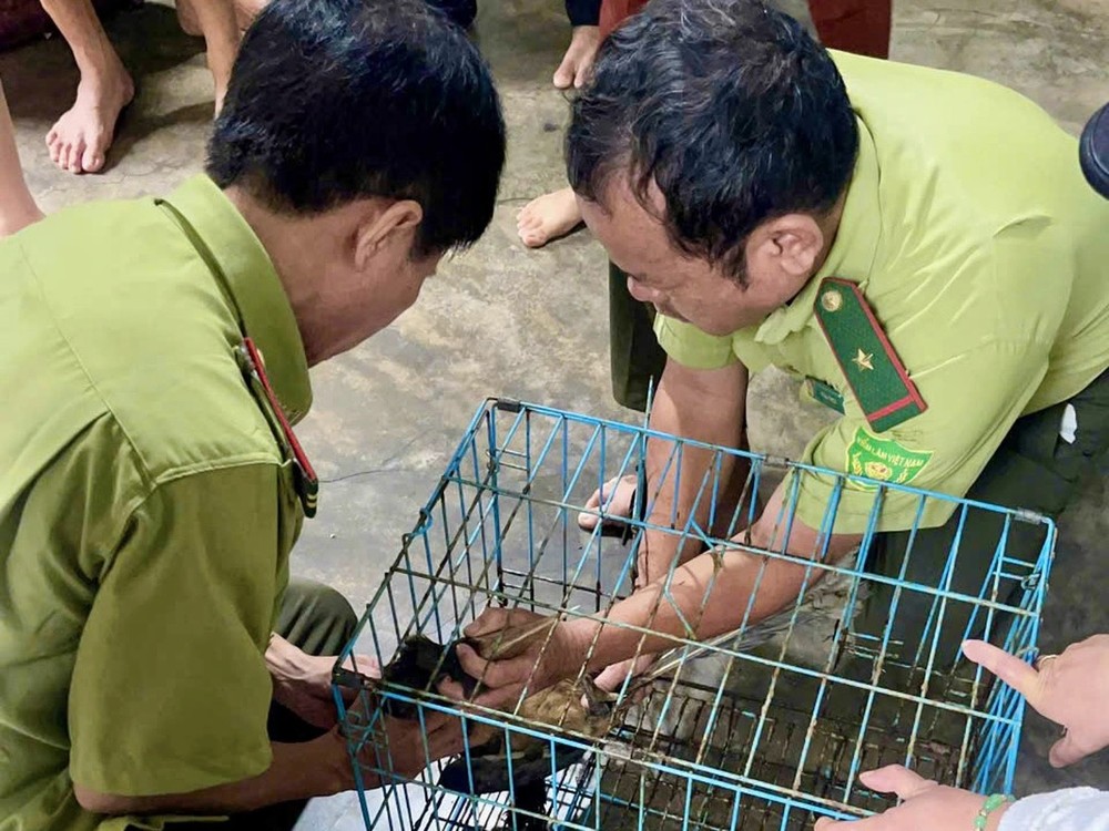 Theo Sài Gòn Giải Phóng, vào ngày 28/12, Hạt kiểm lâm TP Tuy Hòa cho hay đã tiếp nhận một con  chim niệc nâu quý hiếm nặng 0,6 kg do Nguyễn Thị Mỹ Trinh (phường Phú Đông) bàn giao. Ảnh: Hạt kiểm lâm TP Tuy Hòa cung cấp.