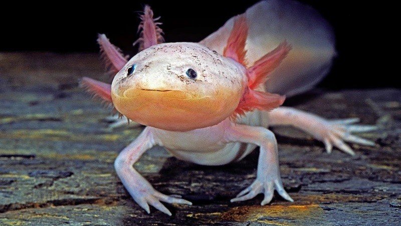 Axolotl (hay còn gọi kỳ giông Mexico, cá đi bộ Mexico) là một trong những  loài động vật độc, lạ nhất thế giới. Là loài lưỡng cư chỉ được tìm thấy ở hai hồ Xochimilco và Chalco, gần thành phố Mexico, chúng có vẻ ngoài cực kỳ dễ thương. Ảnh: LIVE SCIENCE.