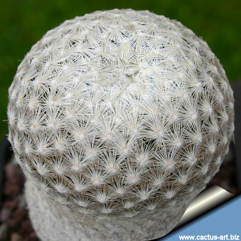 Chỉ phân bố các vùng núi của Queretaro, Mexico,  loài xương rồng có tên khoa học Mammillaria herrerae sinh trưởng ở độ cao khoảng 2.150 - 2.200m. Ảnh: Cactus-art.biz.