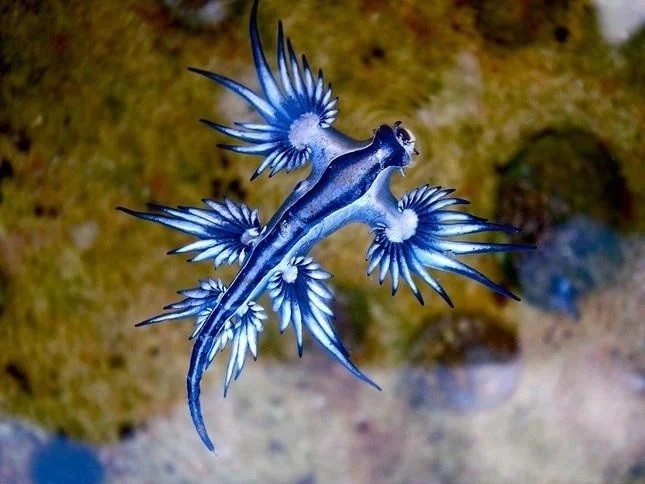 Sên biển có tên khoa học là Glaucus atlanticus. Loài này còn được gọi với tên  rồng xanh hay sên rồng. Chúng có phần dưới màu xanh dương tươi sáng và màu bạc nhẹ nhàng hơn trên lưng. Ảnh: Sylke Rohrlach.