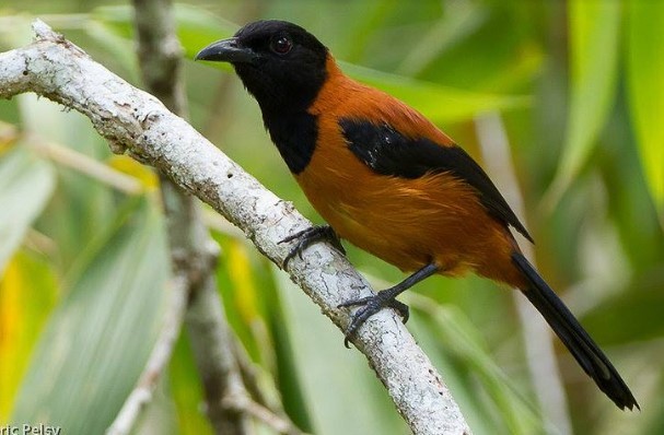 Phân bố ở Papua New Guinea, chim Pitohui có tên khoa học là Pitohui dichrous. Nó được ghi nhận là loài chim có độc duy nhất trên Trái đất. Ảnh: Oddity Central.