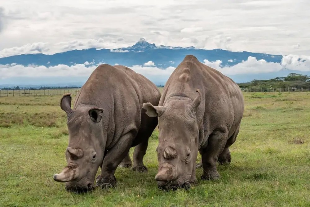 Loài tê giác trắng phương Bắc có tên khoa học là Ceratotherium simum cottoni.  Loài động vật quý hiếm này từng rất phổ biến ở các quốc gia thuộc khu vực Bắc Phi và Đông Phi. Ảnh: Ol Pejeta/DPA/TNS/Alamy Live News.