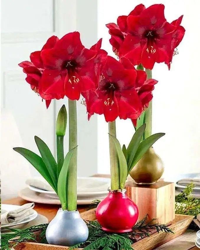  1. Cây cảnh: Lan huệ. Lan huệ (tên tiếng Anh là Hippeastrum) là một loại thảo mộc lâu năm. Có nhiều loại lan huệ, trong số đó có loại hoa màu đỏ đặc biệt thích hợp với không khí lễ hội của Tết Nguyên đán. Lan huệ mang ý nghĩa rất tốt đẹp, ngụ ý về sự thịnh vượng của ngôi nhà. Theo phong thủy, lan huệ màu đỏ được xem là màu của sự may mắn mang lại sự tốt lành cho gia chủ.  