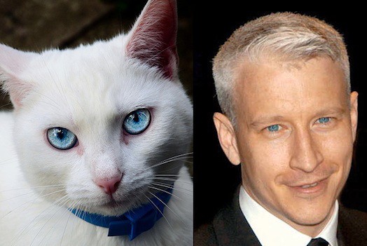 Anderson Cooper thực sự trông giống như một con mèo trắng đáng yêu với đôi mắt xanh tuyệt đẹp.