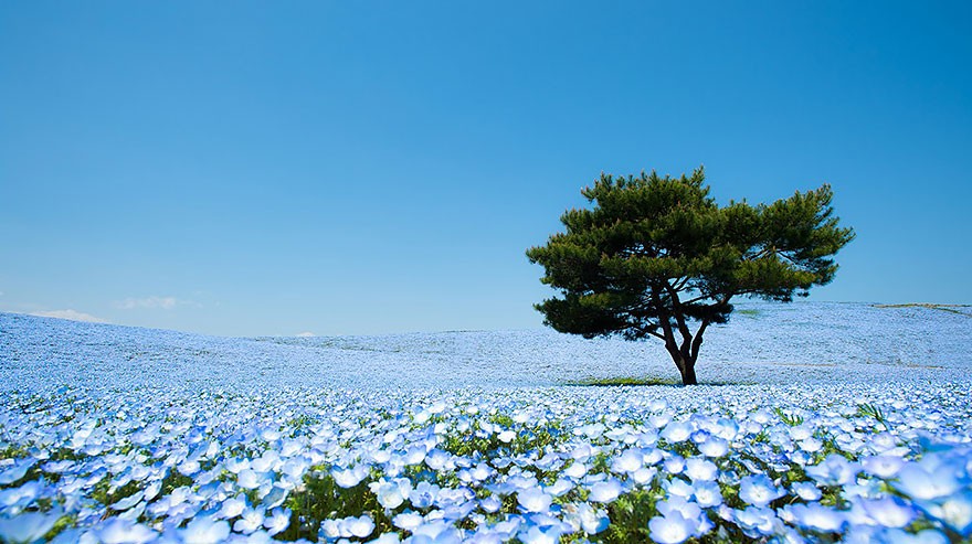 Baby Blue Eyes (hoa mắt xanh) có tên khoa học là Nemophila đúng như tên gọi mang hình dáng những đôi mắt xanh màu trời, đẹp đến nao lòng, hút hồn những ai đã trót nhìn thấy chúng.