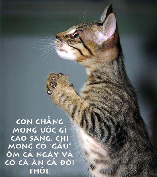 Điều ước giản đơn...